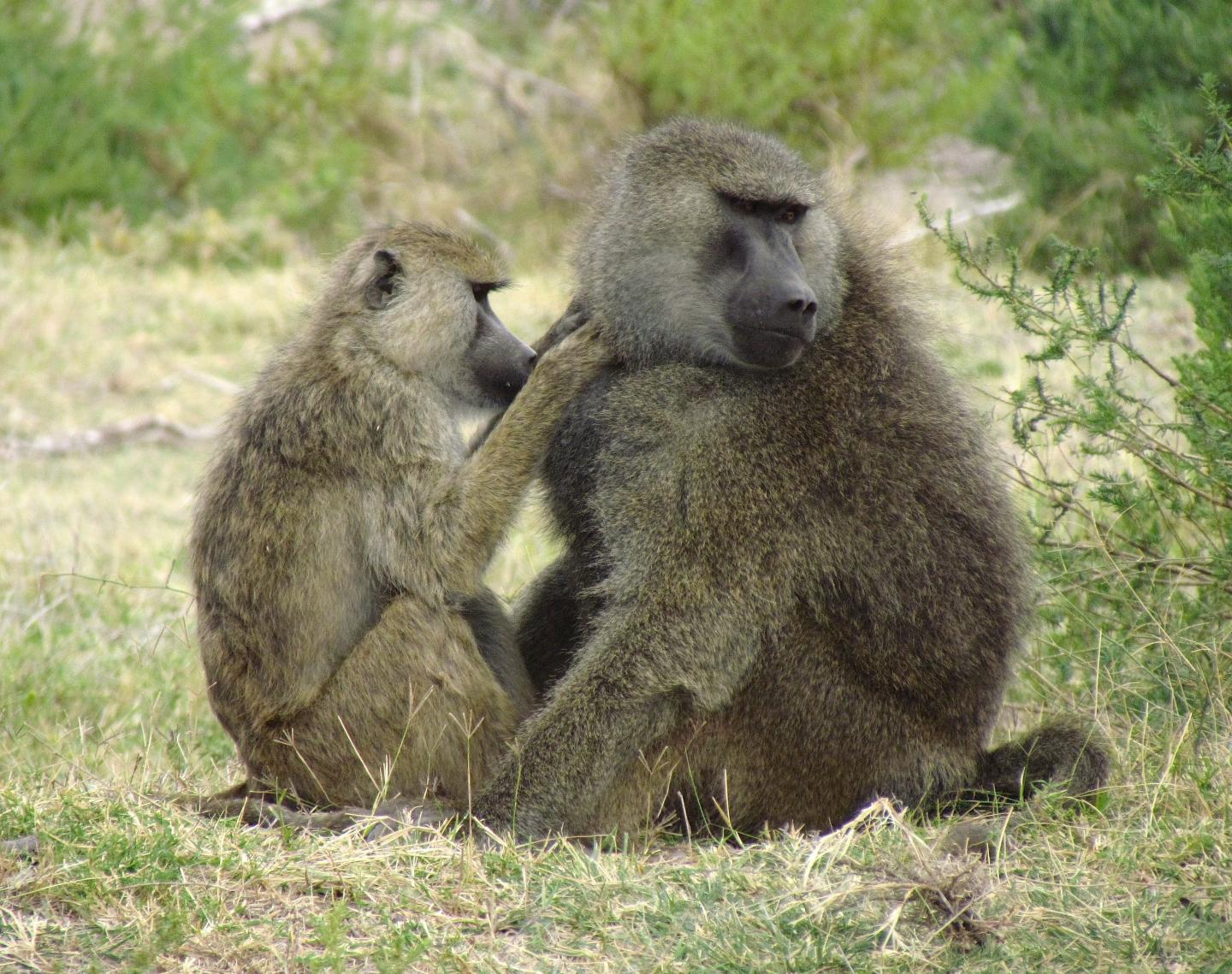 Grooming