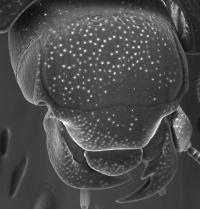 Head <i>Operclipygus plicicollis</i>