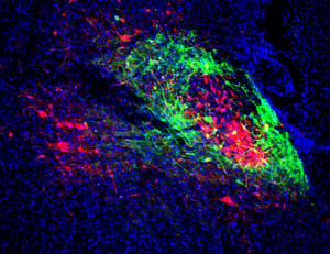 Science image