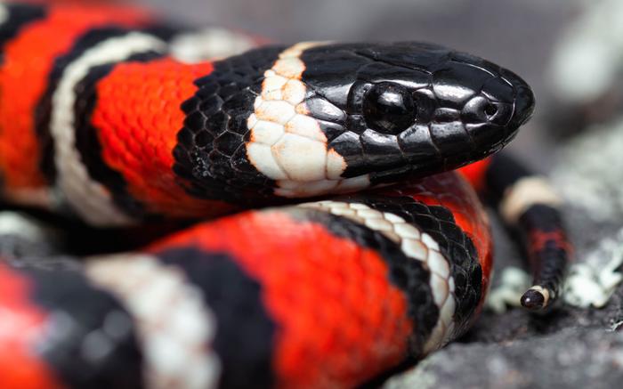 Snake Photo 2