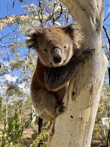 Kangaroo Island koala