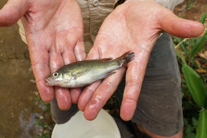 Bloomfield River cod