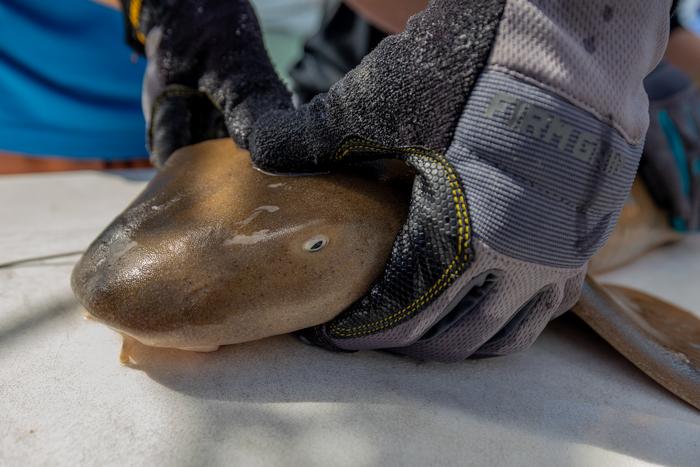 Atlantic nurse sharks show faster growth patterns in Biscayne Bay than nearby Bimini, Bahamas