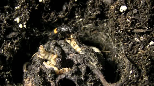 Burying Beetle