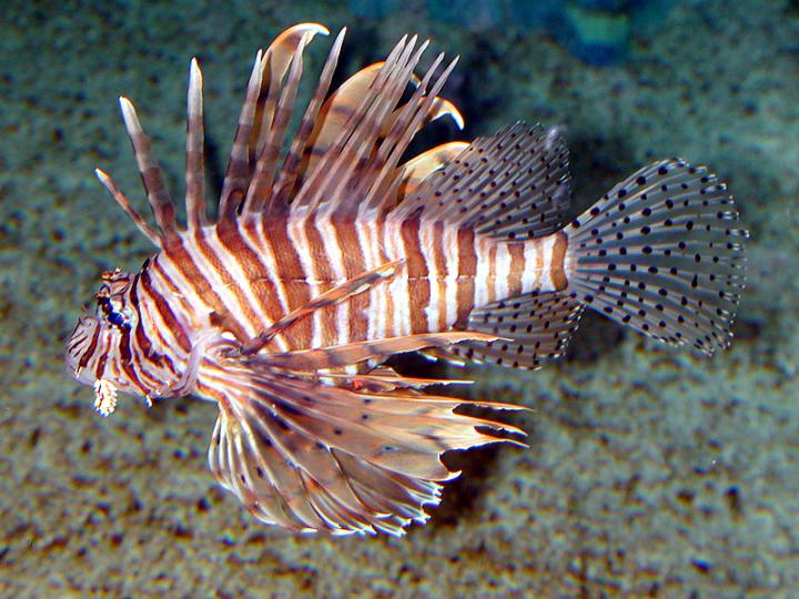 Lionfish