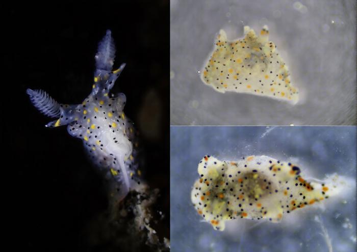 Living specimens of Thecacera sesama sp. nov.