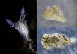 Living specimens of Thecacera sesama sp. nov.