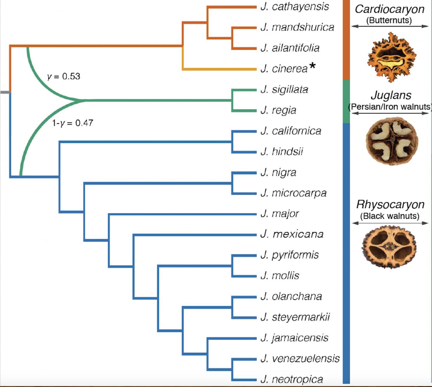 Ancient Hybrid Event Gave Rise to the Persian Walnut
