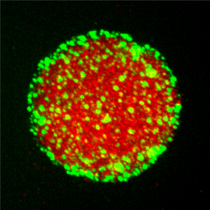 Protein condensates
