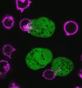 Wily Parasite Kills Human Cells and Wears Their Remains as Disguise