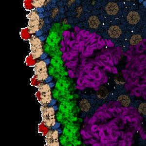 Viral entry into the nucleus