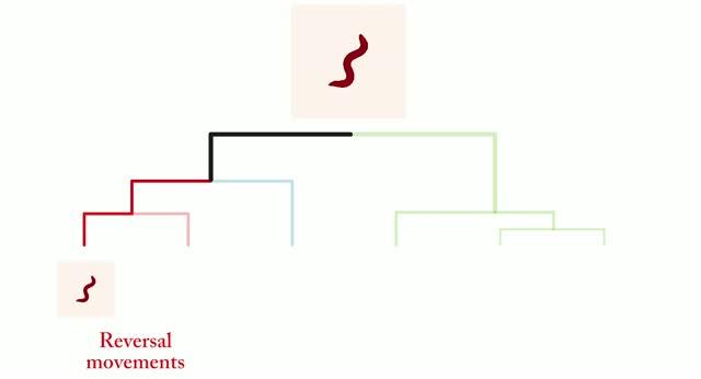 線虫C.Eleganceの動きの局所線形解析