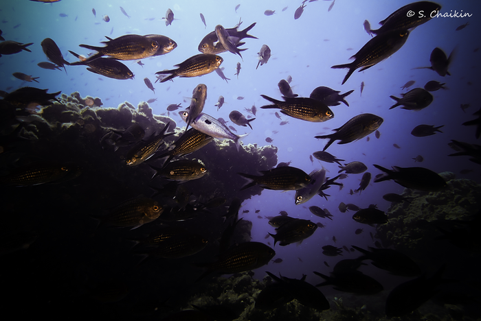 Marine Species