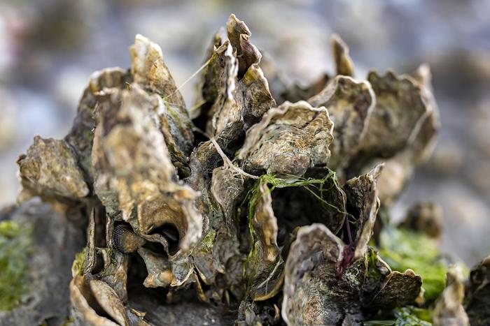 Habitat context affects sediment nitrogen burial by restored Eastern Oyster reefs