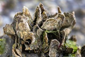 Habitat context affects sediment nitrogen burial by restored Eastern Oyster reefs