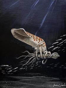 Illustration of Wyoteuthis linsterorum by Jason Poole © Courtesy of Jessica Lippincott