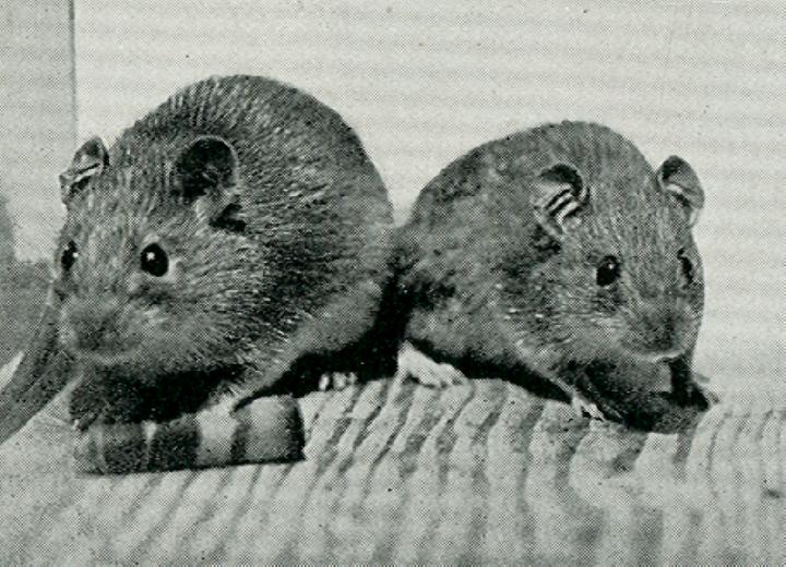 Pacific Rats