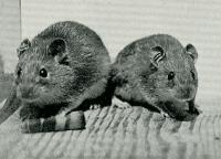 Pacific Rats