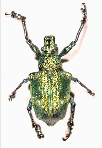 The Photonic Beetle