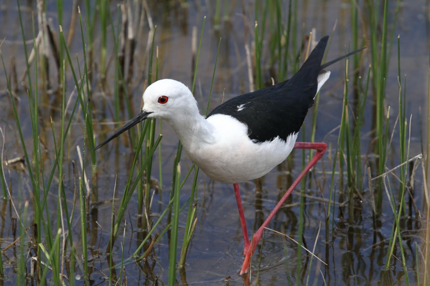 Black-winged Stilt.JPG