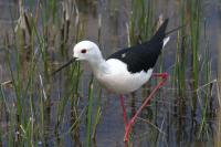 Black-winged Stilt.JPG