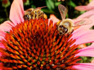 Bees