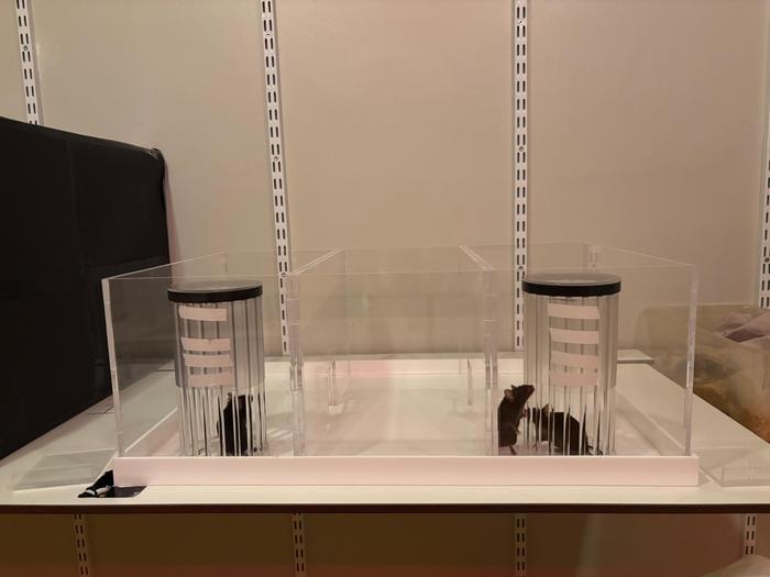 Experimental set-up to study social recognition