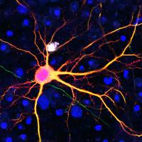Science Image