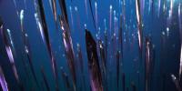 Cutlassfish Vertical Schooling