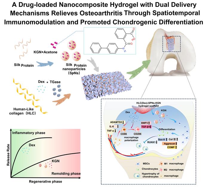 The dual-protein drug delivery system promotes the regeneration of  joint cartilage