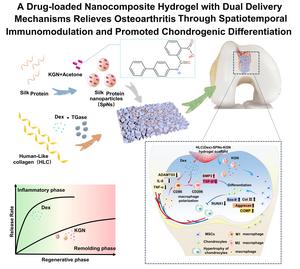 The dual-protein drug delivery system promotes the regeneration of  joint cartilage