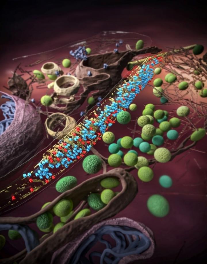 Inhibitory Synapse in 3D