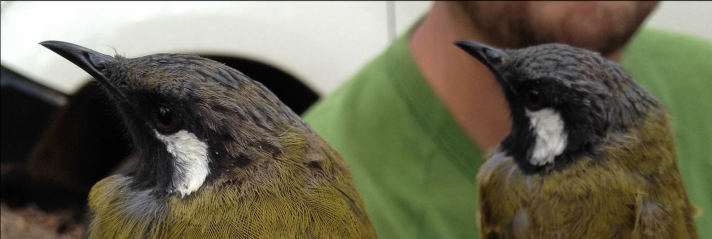 Crescent Honeyeater, <i>Phylidonyris pyrrhopterus</i>