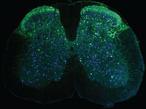 microscopy image