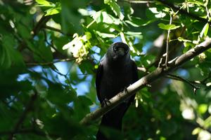 Adult jackdaw showing anti-predator vigilance