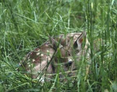 Hiding Fawn