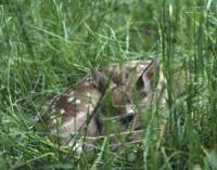 Hiding Fawn
