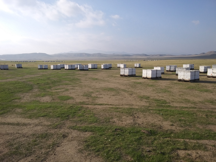 Bees in California