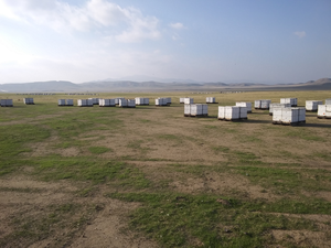 Bees in California