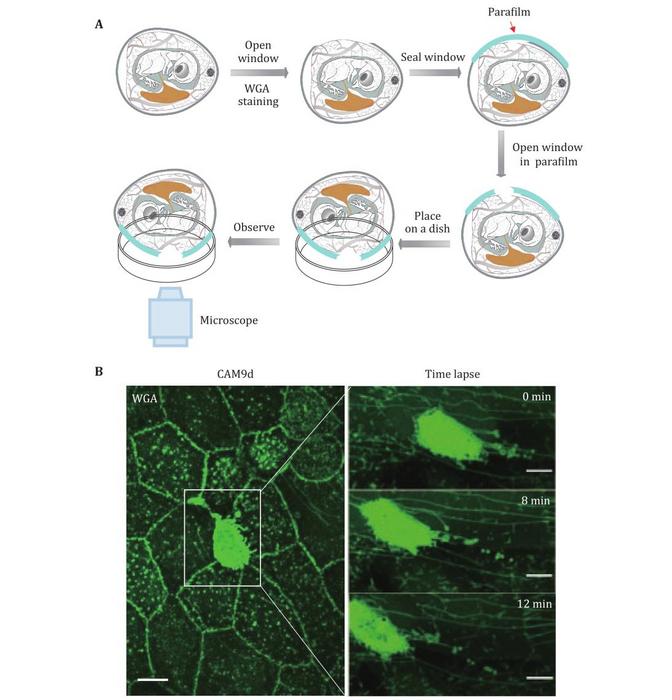 Observation of migrasome formation in the CAM in vivo