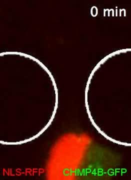 Video Shows Formation of a Nuclear Bleb Prior to Nuclear Rupture