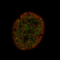 Human Stem Cell