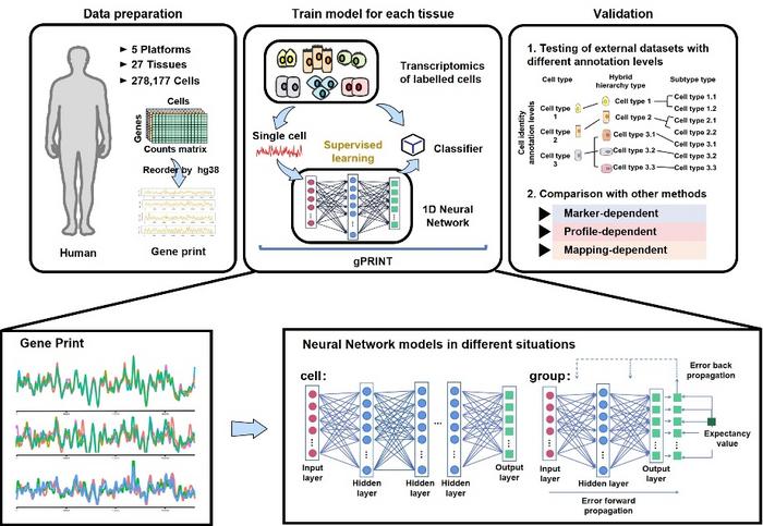 Image: General conceptual framework and validation of gPRINT