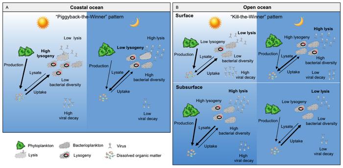 Figure 3 Schematic overview depicting the depth-independent and habitat-specific diel patterns of virus–host interactions