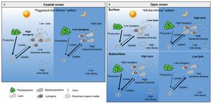 Figure 3 Schematic overview depicting the depth-independent and habitat-specific diel patterns of virus–host interactions