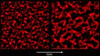 Colloidal Gel