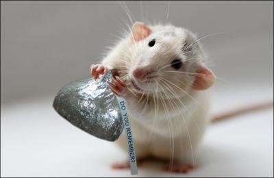 Rat Memory