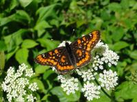 Scarce Fritillary