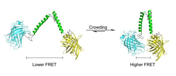 FRET Sensor to Measure Crowding inside Cells