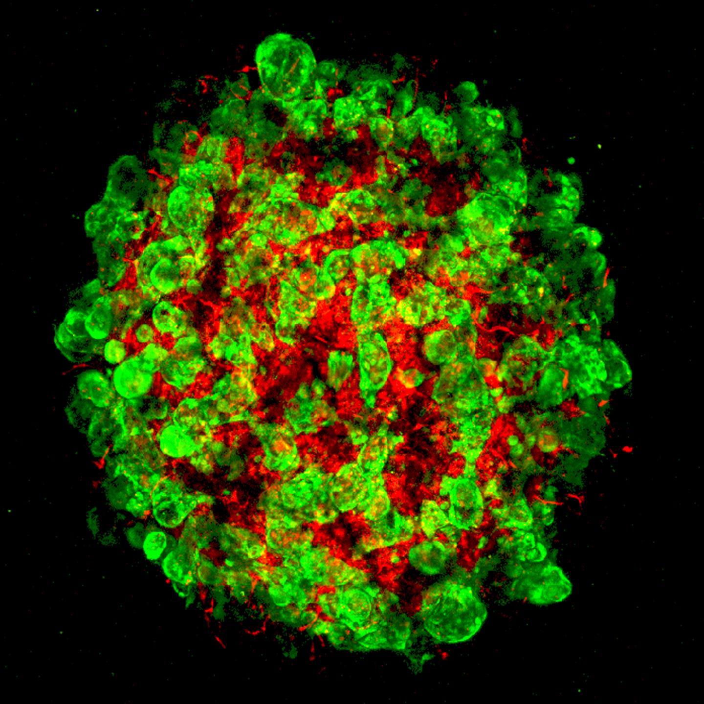Developing Liver